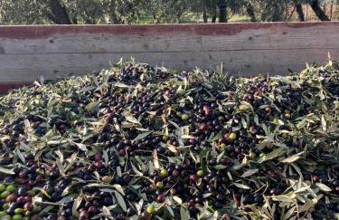 Podere San Giusto - Foto 59