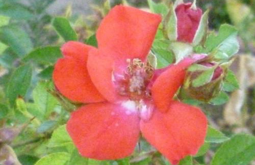 Borgo Buciardella - Foto 14