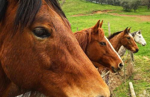 Agriturismo Mazzeracca - Foto 6