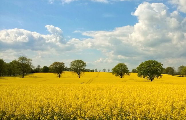 Herring Gull - Foto 13