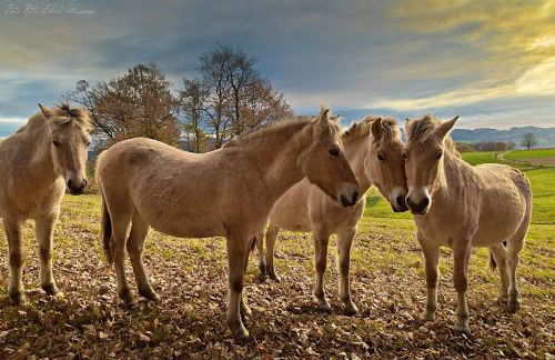 Ferienwohnung Mörlenbach - Foto 65