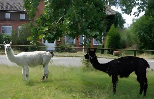 Ferienhof Friccius - Foto 21