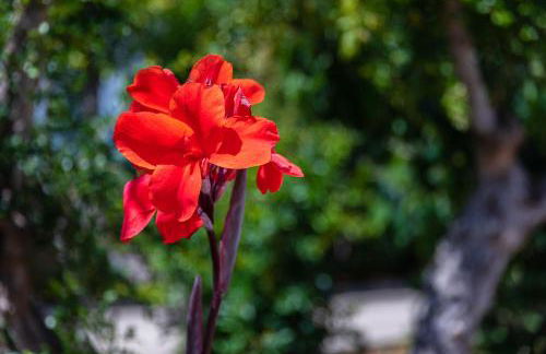 Apartamentos Flor da Laranja, Albufeira by AlgarveBlossom - Foto 68