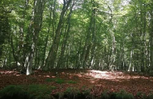 Le Chalet des Forêts Enchantées - Foto 59