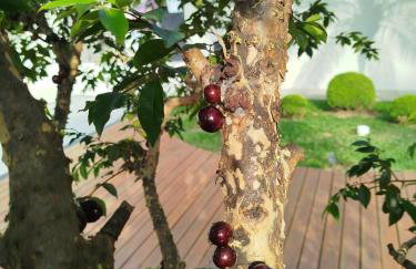 Casa Teresópolis perto do centro com três suítes e piscina - Foto 20