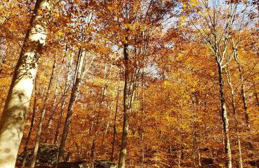 Swaying Pines Cabin w/EV Charger - Foto 39