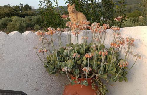 Casa Dos Vales 11 - Foto 46