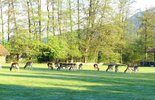 Apartment Rehblick Hohenwarth - Photo 24