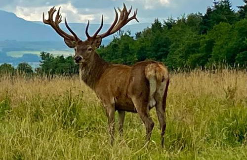 The Lodge at Muir Estate - Foto 44