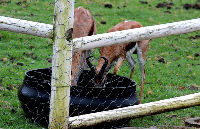 Assegaaibosch Country Lodge - Foto 52