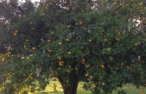 Casa dos Cavalos - Foto 41