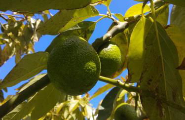 Villa Dorneda - Foto 36