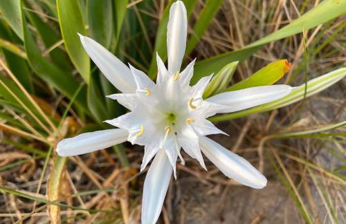 Il Giglio di Mare, la spiaggia a un passo da te - Foto 25