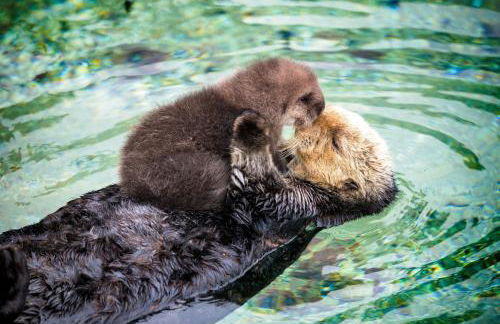 3987 Lovers Point Whitewater Cottage home - Foto 45