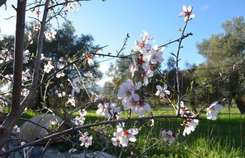 Xenonas Anopolis 2 - Foto 8