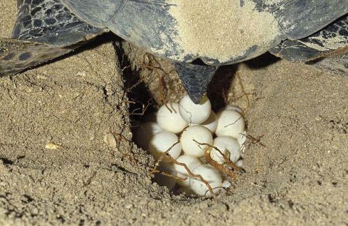 Vounaki Seaside Dreamland! - Foto 60