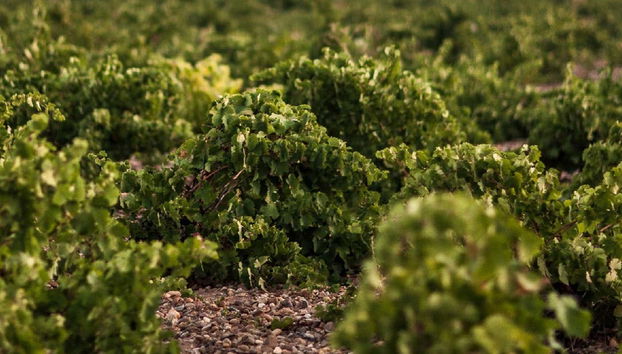 Visita a las bodegas José Pariente - Foto 5
