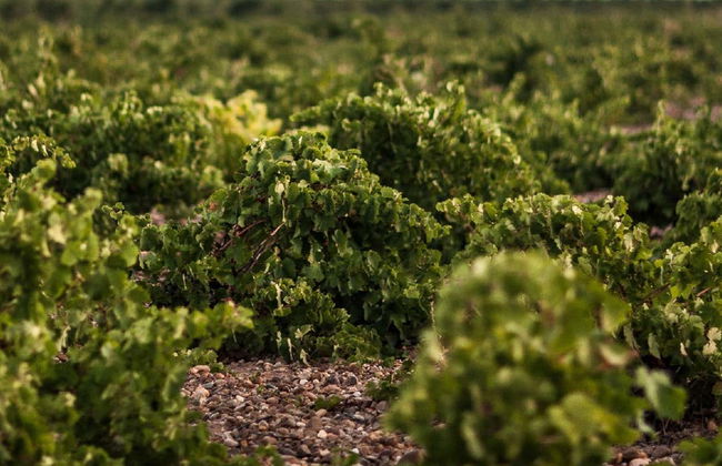 Visita a las bodegas José Pariente - Foto 5