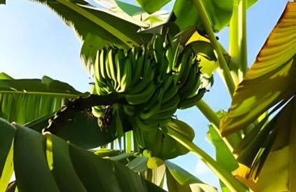 Bella Casa Bougainville - APA Barra de Mamanguape - Photo 11