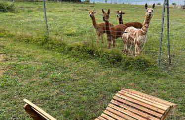 Bauernhof Glamping mit Alpakas und Ziegen - Foto 11