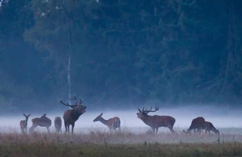 La petite Maison du Bonheur & Jacuzzi - Photo 37