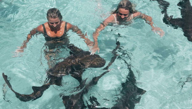 Fauna marina Cayo Compass