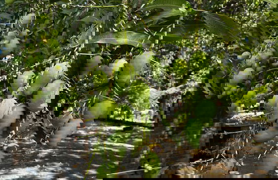 Paradise Bay - Foto 59