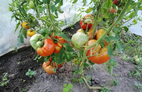 Agroturystyka Przy Rajskim Sadzie - Foto 41