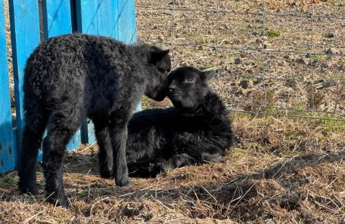 Bonnie Brae Croft Bothies - Foto 61