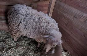 Cosy Arnaya Domaine et Grande Piscine - 1 hectare - Foto 33