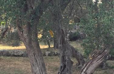 Apartmani Misic - Foto 35