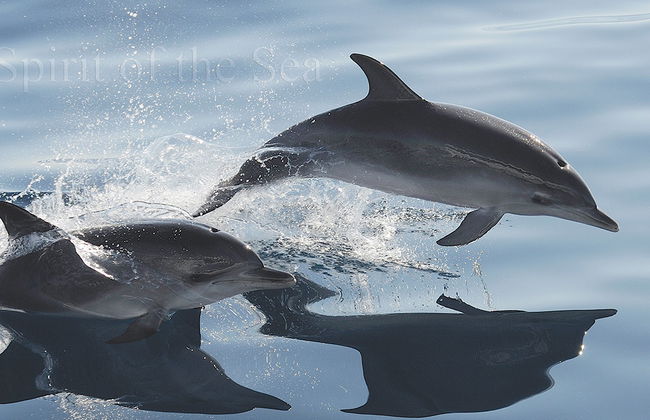 Spirit of the Sea cruise with transfer - Photo 1