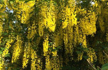 Country Garden House Holiday Homes - Foto 21