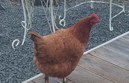 Delightful cosy shepherd's hut at Victorian Station - Foto 17
