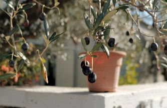 Casa Verde Oliva - WelcHome - Foto 8