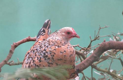 Quinta Sobral Prestige - Rustic House - Photo 41