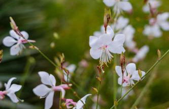 Villa Olivia - NEW! - Photo 54