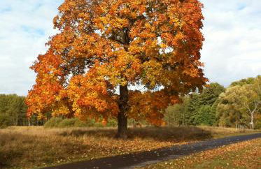 Kranichnest - Foto 13