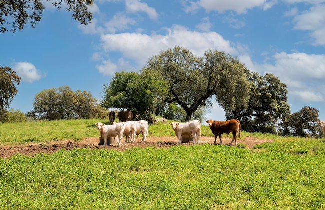 Farmhouse Dreams: Explore and Relax - Foto 32