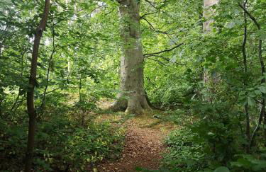 Loughview Cottage - Foto 23