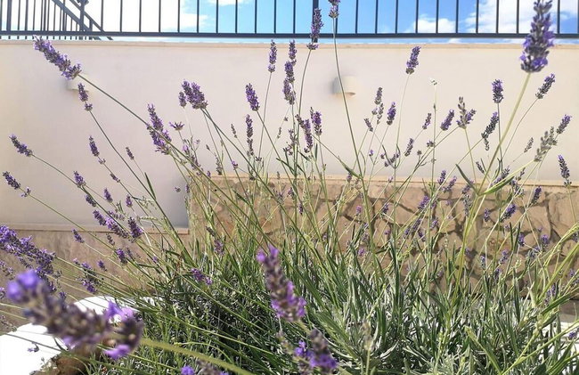 Villa Mendula Trogir - Luxury villa by the beach - heated pool - lush green garden - Photo 63