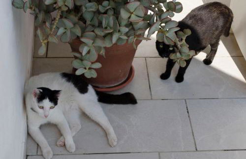 Villa Aripè - Foto 32