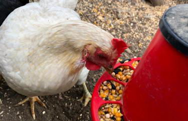 Quintinha da Evangelina - Foto 51