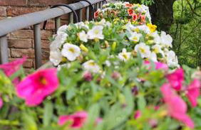 Da Simone podere santi Lucia e Pietro - Foto 4