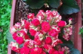 Rancho Esperança, pouso e comida a lenha - Foto 34