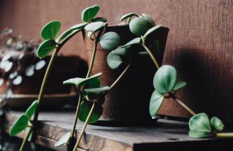 Two unique cabins wrapped in beautiful welsh scenery - Foto 25