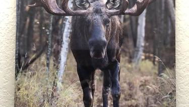 The Moose Crossing - Foto 5