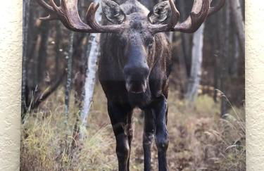 The Moose Crossing - Foto 5