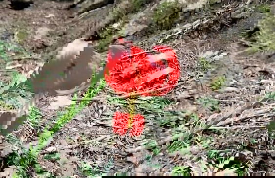 To Palio Litohoro - Foto 41