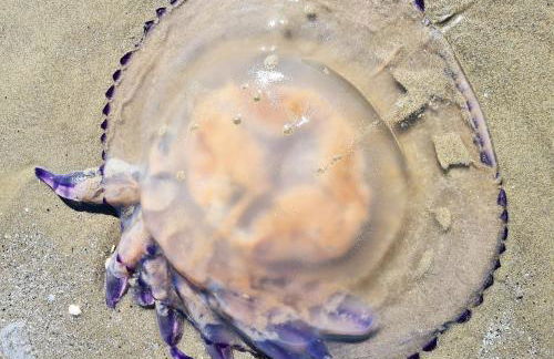 Ca' Nova - Burano - Photo 75